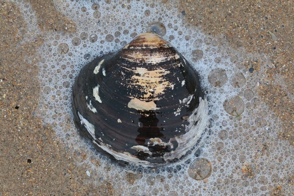 The ocean quahog.