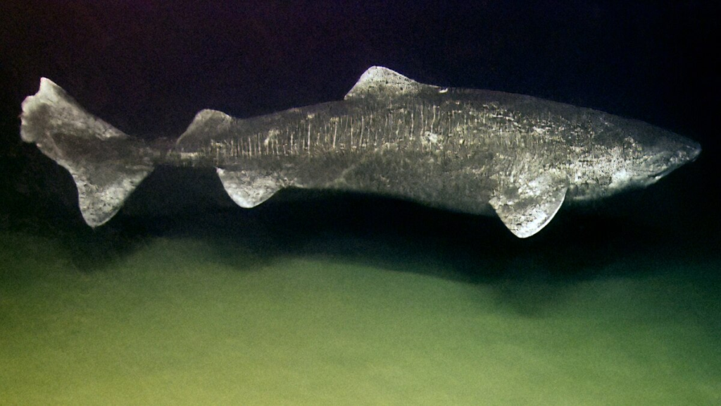 A Greenland shark.