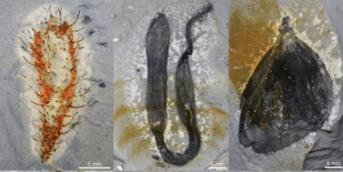 The Huayuan biota contains over 50,000 fossils, with nearly 60% of species new to science. Image by ZHU Maoyan’s team