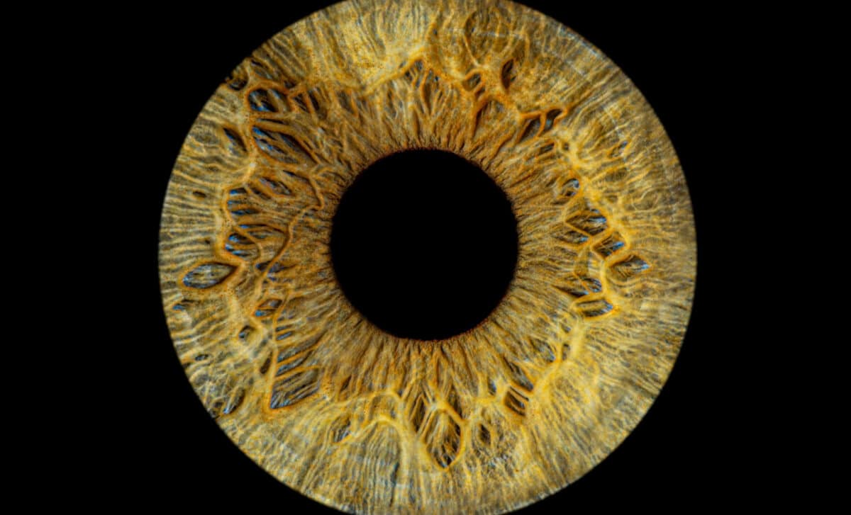 Macro Photography Human Eyes Iris