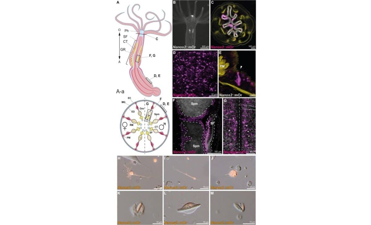  Nanos2 Reporter Expression In Somatic Cell Types