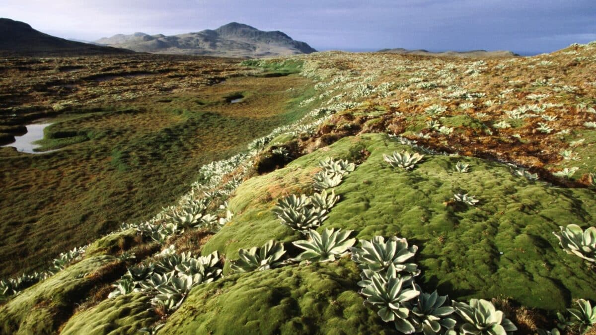 On Australia's Macquarie Island, You Can Take Selfies Along Earth's Mantle