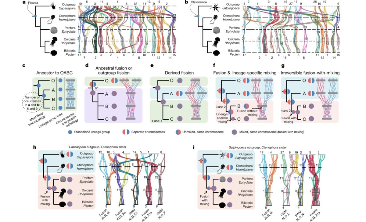 Patterns Of Conserved Synteny Between Animals And Outgroups, And Their Implications