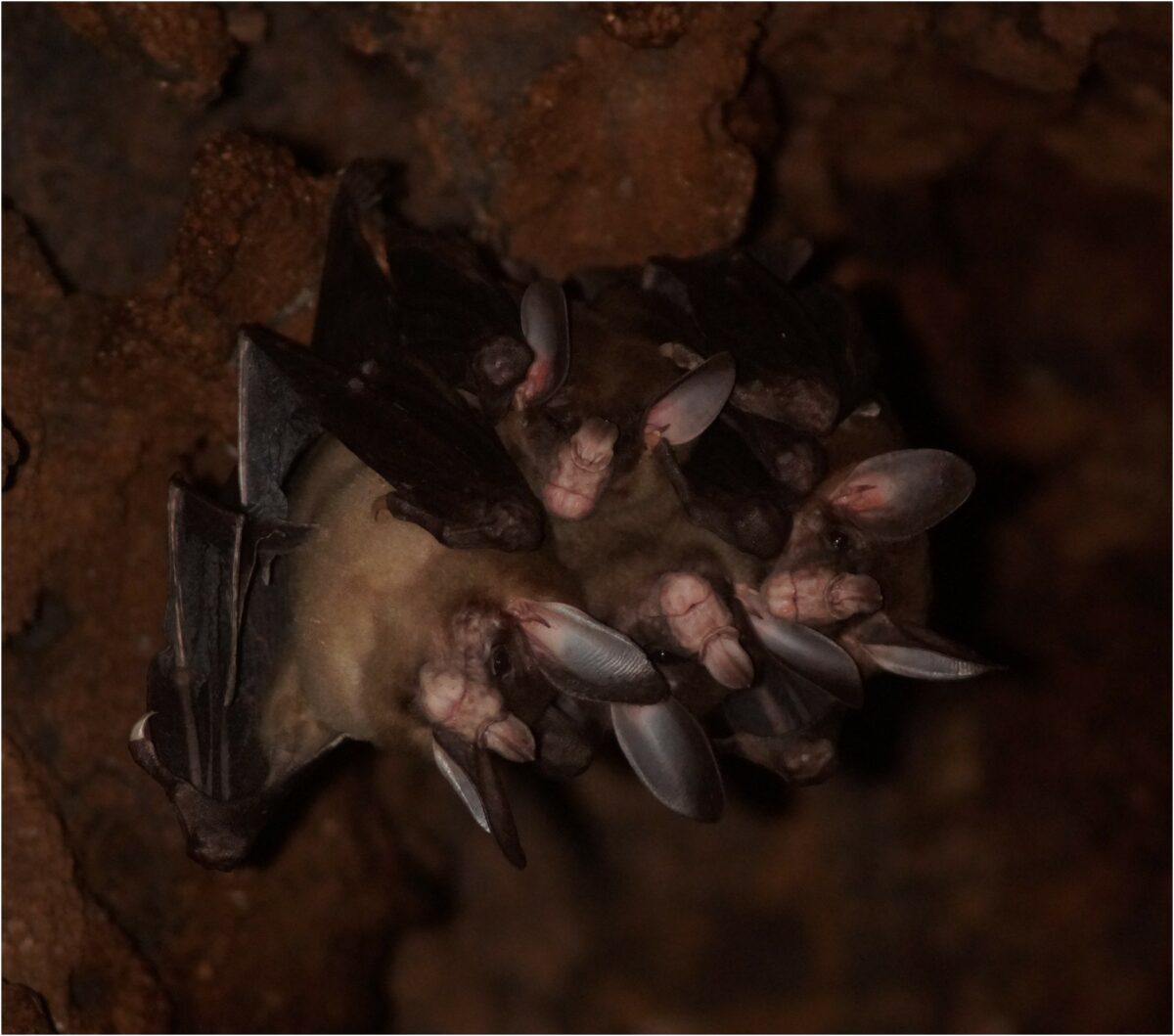 Roost With The Four Vampyrum Spectrum Individuals