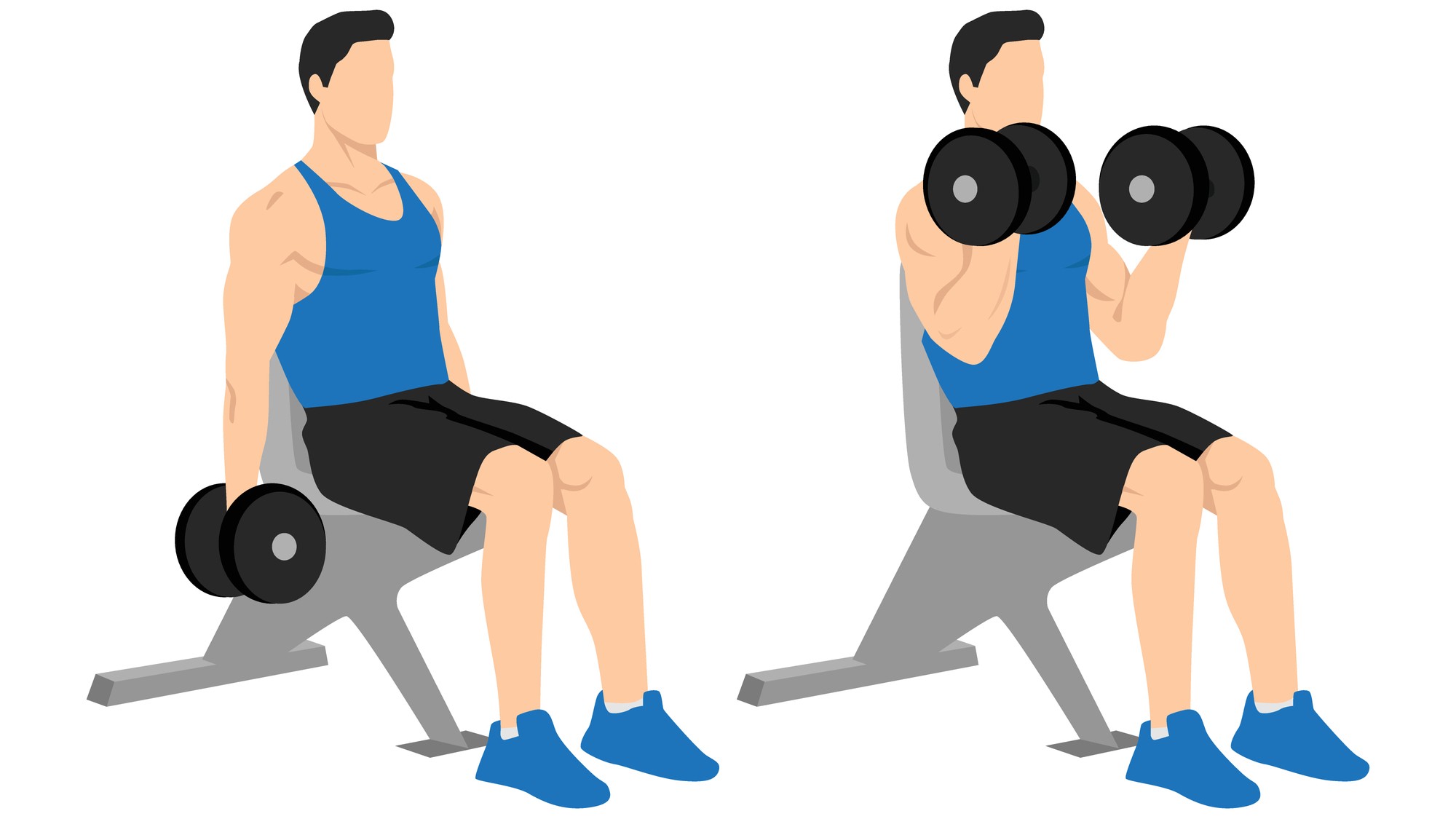 Vector of man seated on workout bench performing dumbbell curls