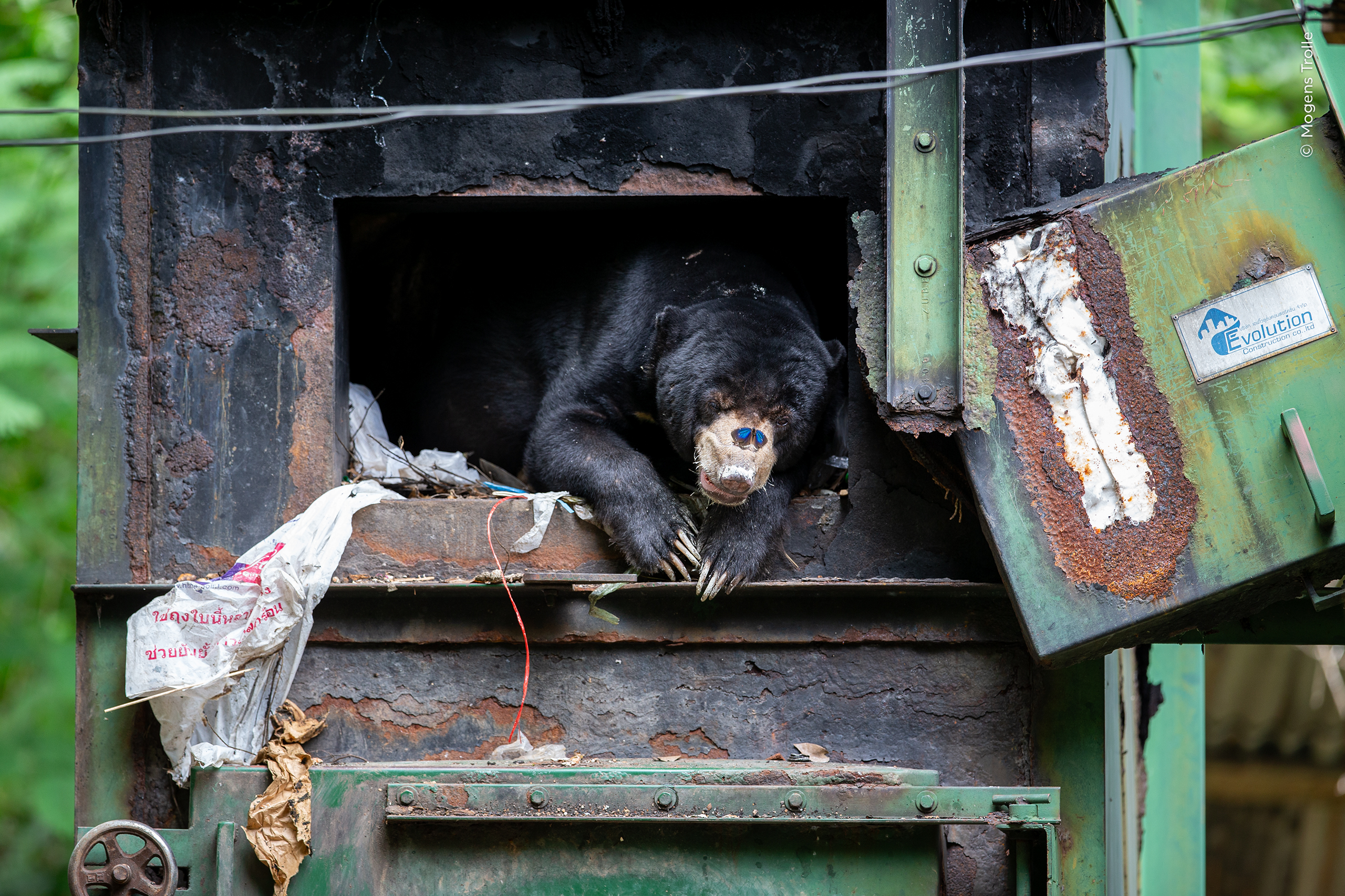 A sun bear shelters from the rain in a furnace. A butterfly sits on the bear's nose.