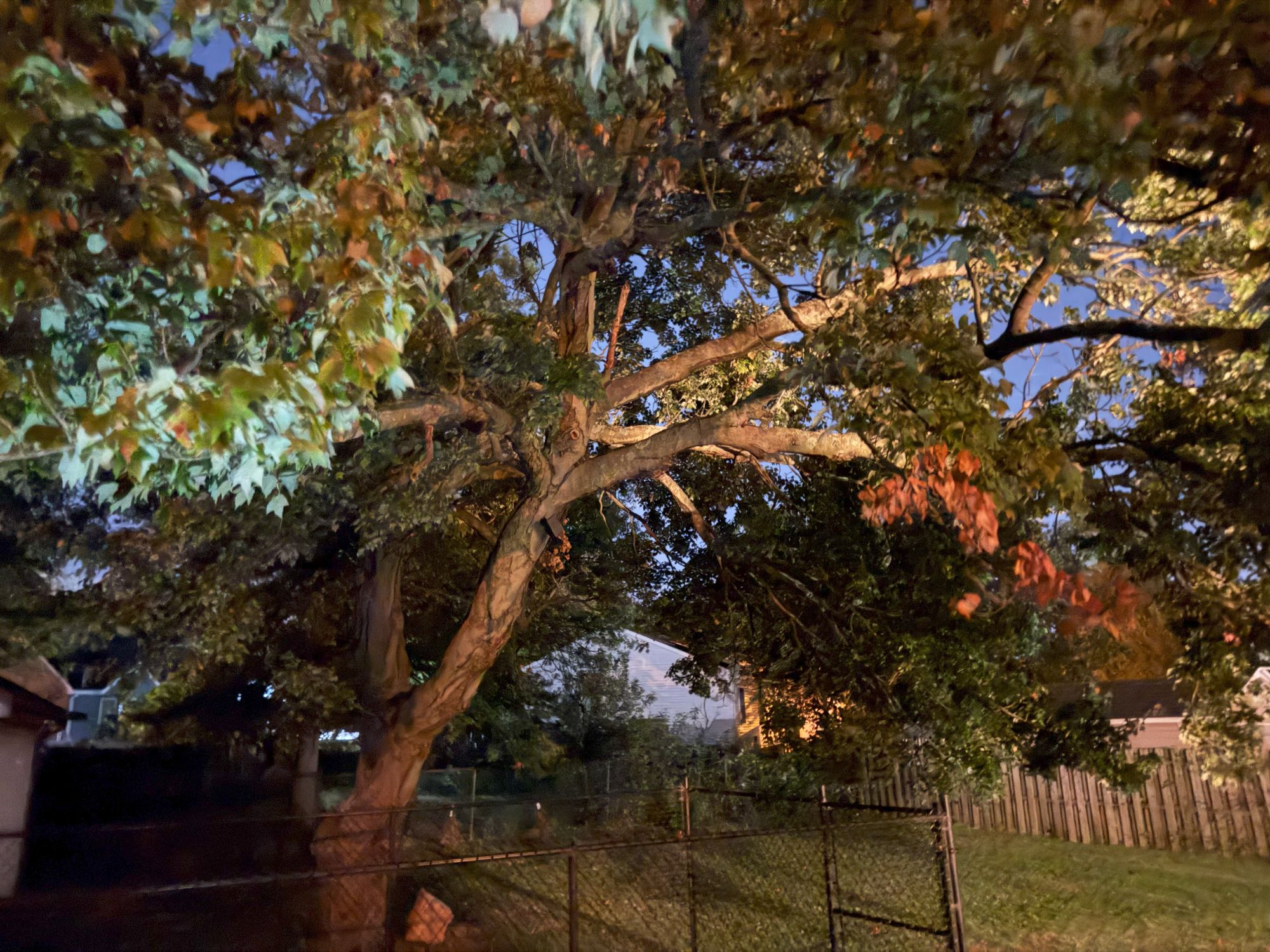 Apple iPhone 17 Pro Max low light sample.