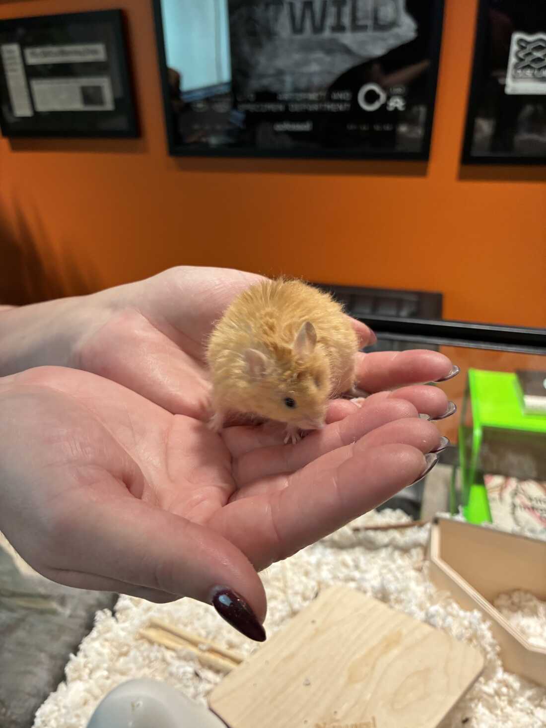 A "woolly mouse" genetically engineered to have the same kind of coat as extinct woolly mammoths.