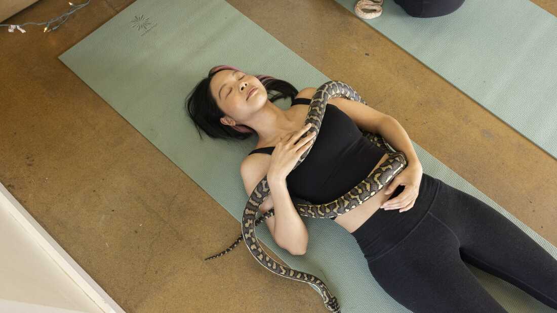 Christina Chang holds Gemma, a carpet python, during Snake Yoga at HISSS in Portland, Ore. on Feb. 26.