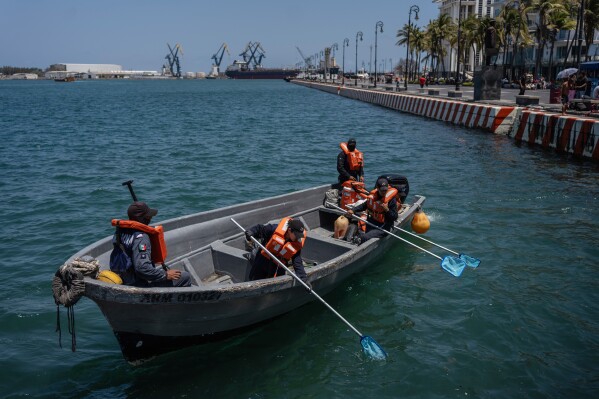 Mexican Navy sailors collect sargassum stained with oil from a spill in the Gulf of Mexico that Mexican authorities said originated from an unidentified vessel and two natural oil seeps in Veracruz, Mexico, Thursday, March 26, 2026. (AP Photo/Felix Marquez)