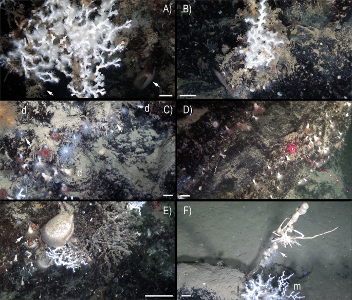 41598 2019 39655 Fig2 Html