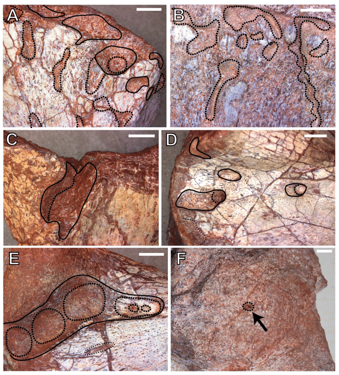 41598 2026 38183 Fig2 Html