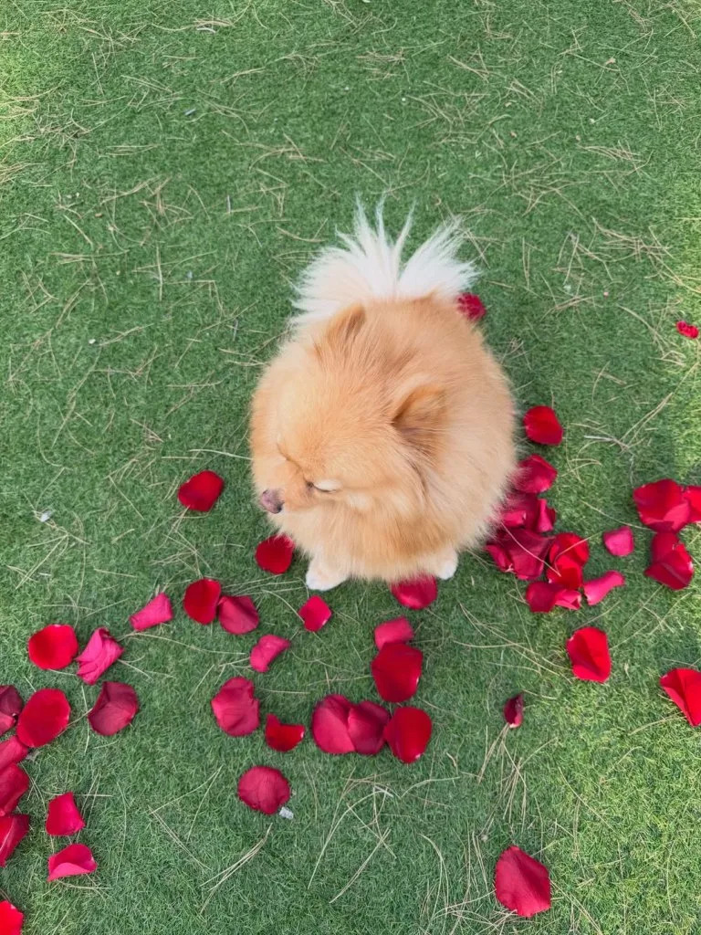 The couple’s dog was seen in the photos. Instagram / @thylaneblondeau