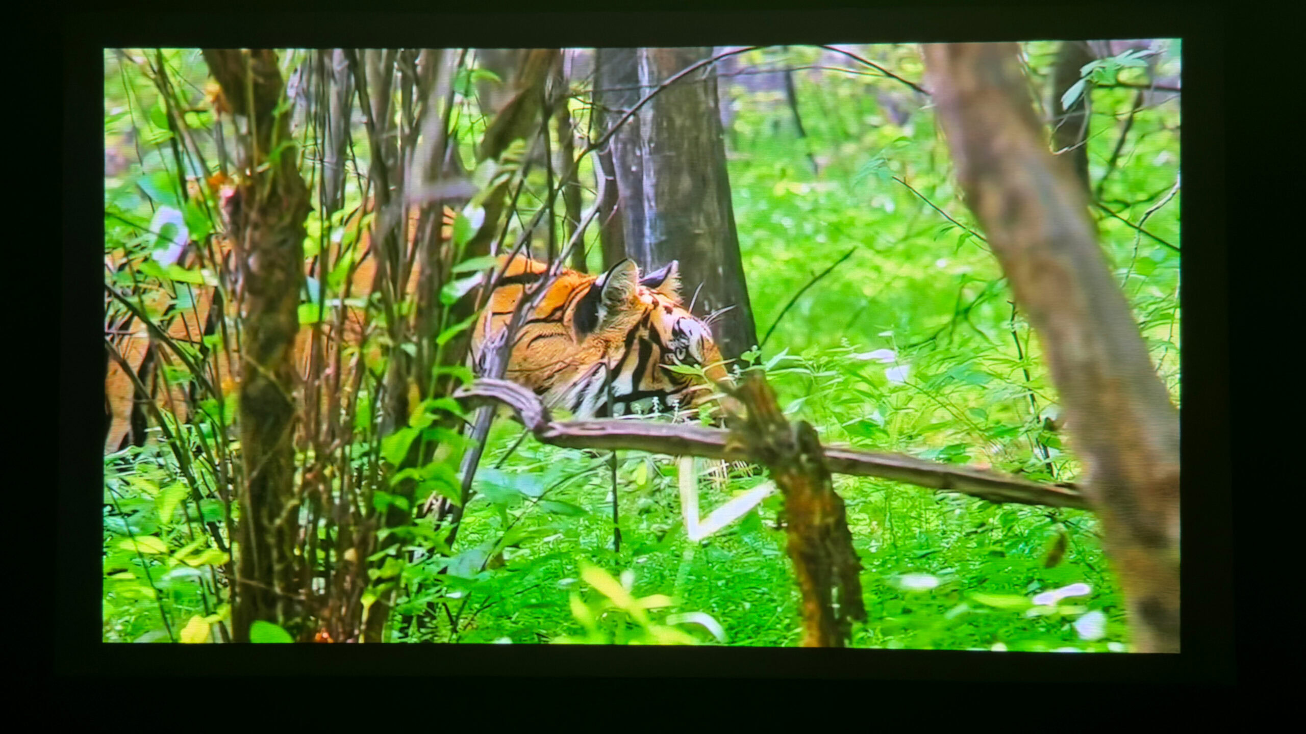 BenQ GV32 Animal Documentary