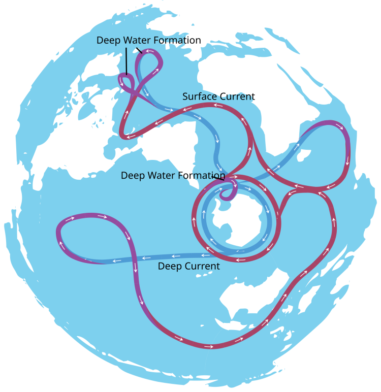 A diagram of the global thermohaline circulation