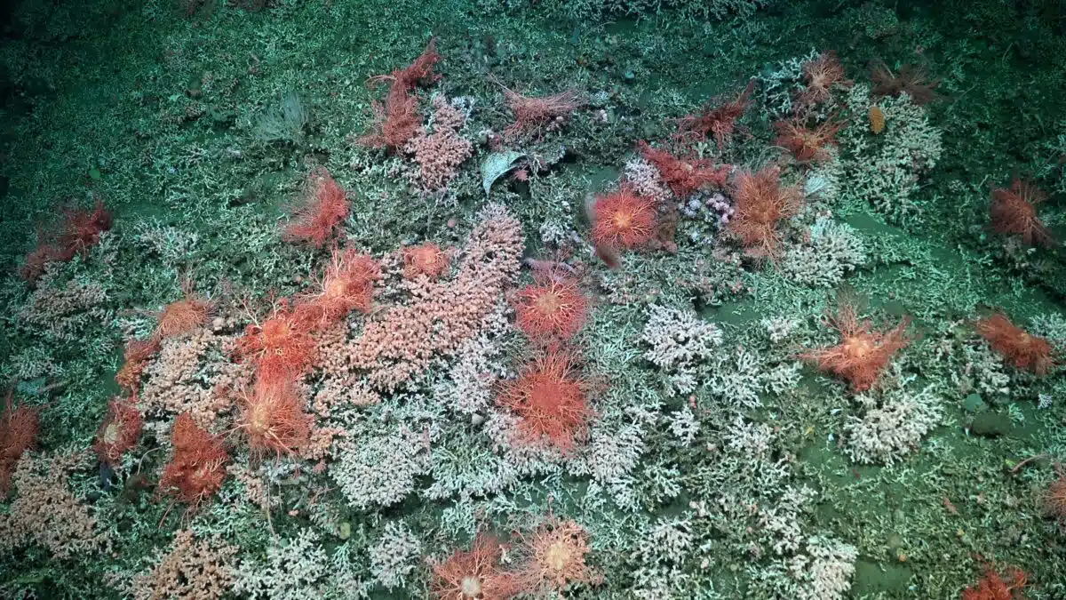 Dense Clusters Of Deep Sea Corals And Anemone Like Organisms Cover The Seafloor In The Argentine Basin