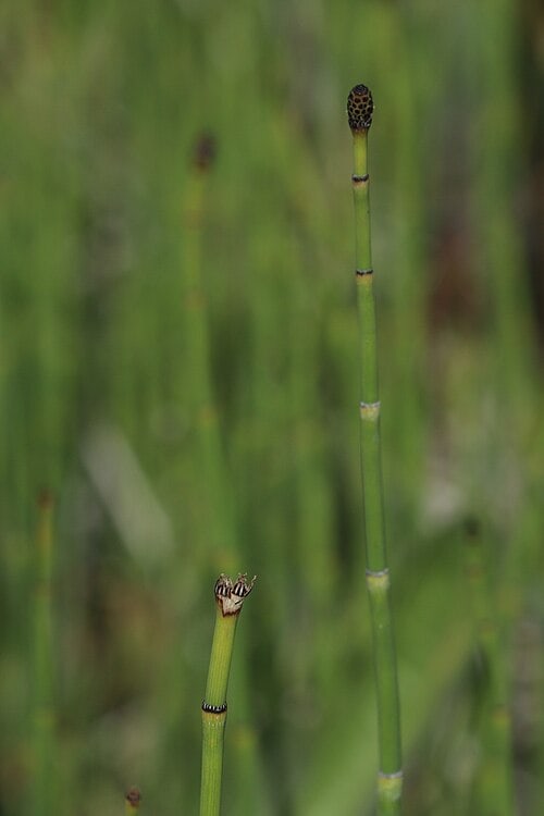 Close-up of a horsetail (equisetum) plant