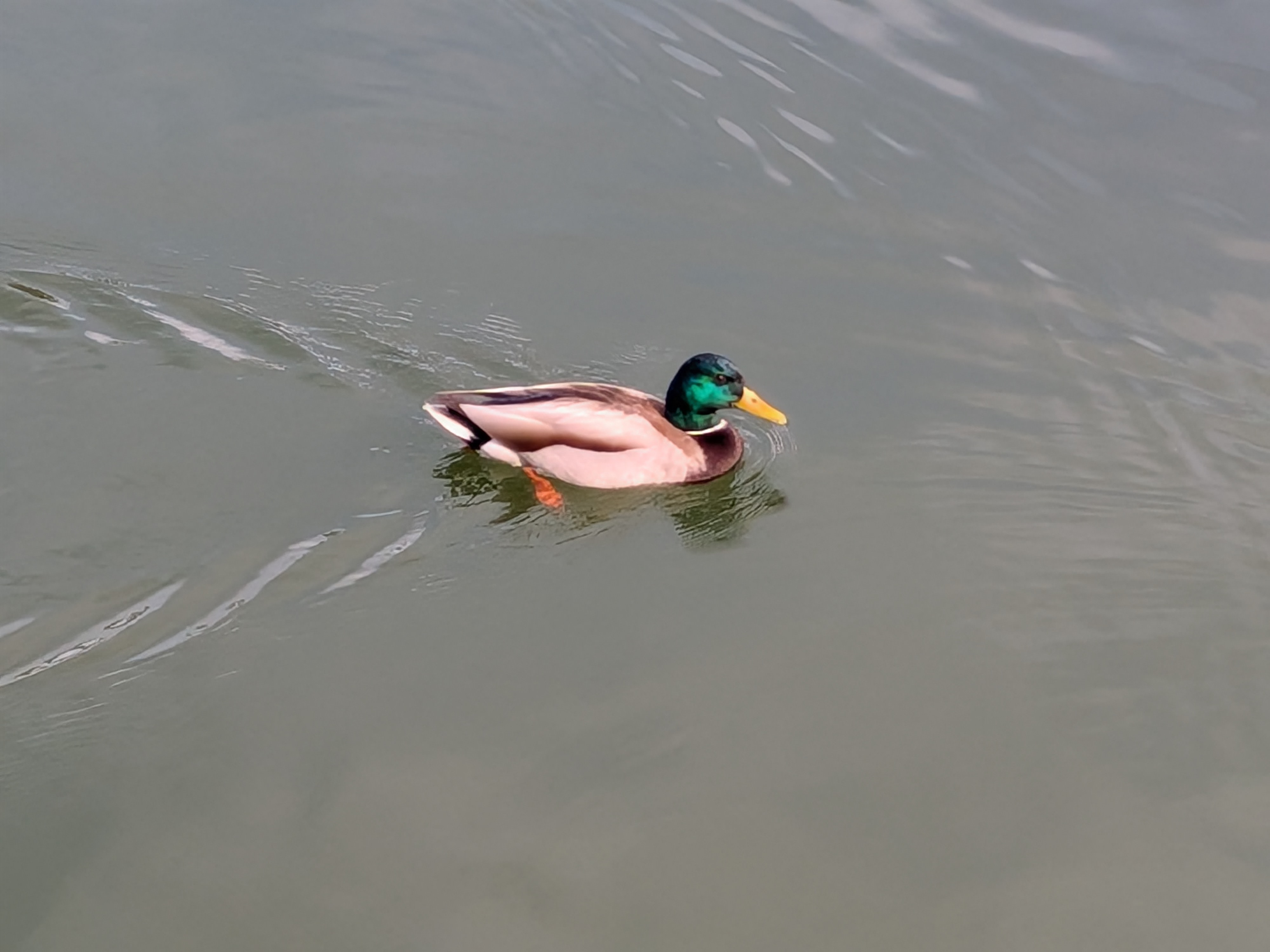 Photos captured with the Google Pixel 10a.