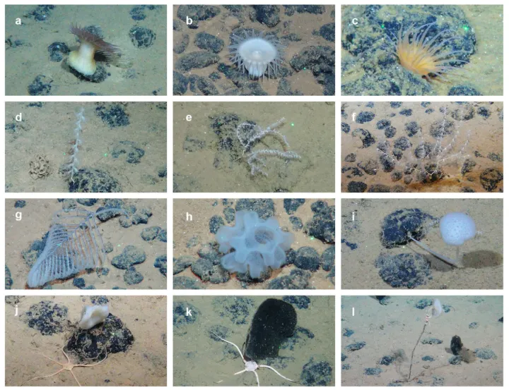 a collage of 12 images of various animals