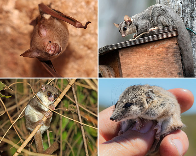 There are four images of little mammals: Commerson’s leaf-nosed bats, sugar gliders, fat-tailed dunnarts and fat-tailed dwarf lemurs.