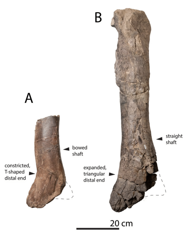 Giant Tyrannosaur Discovered in North America, The Largest of Its Era