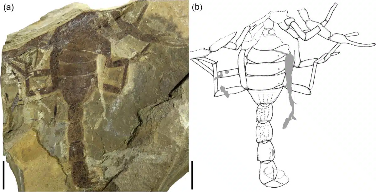 The Fossil Of Jeholia Longchengi (a) Is Shown On The Left, With An Artistic Reconstruction (b) On The Right, Revealing Its Structure.