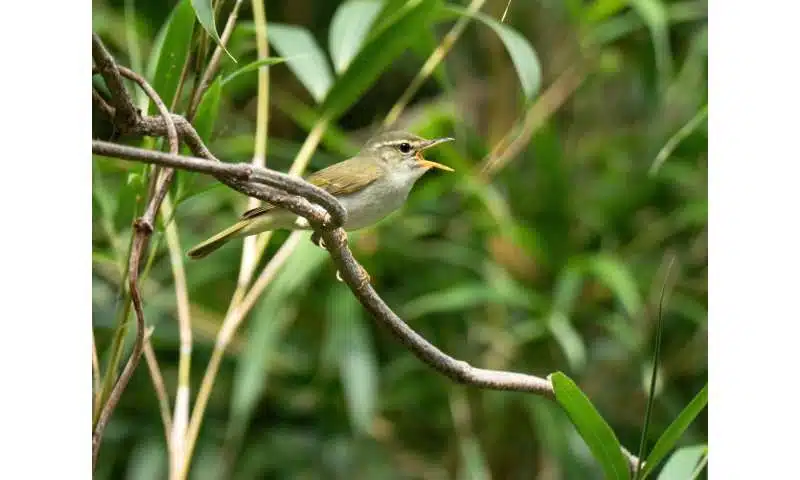 Tokara Leaf Warbler (phylloscopus Tokaraensis) Captured While Singing In Its Island Habitat.