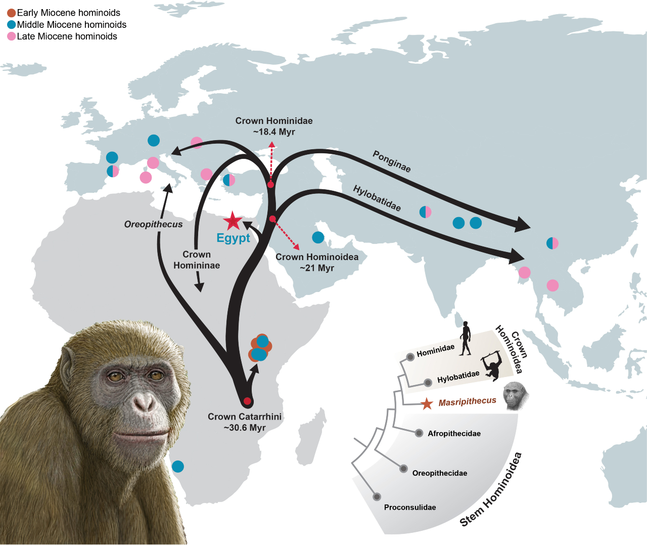A map of Africa and Europe with black arrows and pink and blue circles showing the dispersal of hominoids. An illustrated brown-furred ape sits in the bottom left corner of the map.