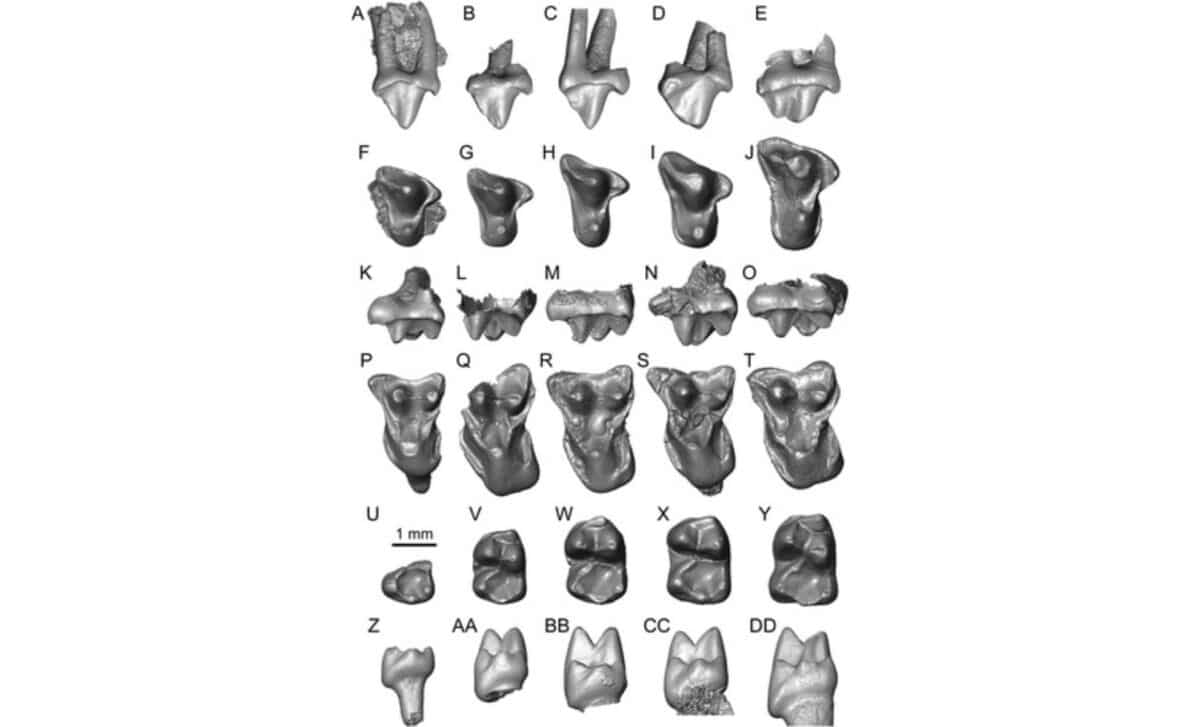 Comparison Of Micro Ct Scan Renderings Of Purgatorius Fossils From Denver Basin And Related Species ©journal Of Vertebrate Paleontology