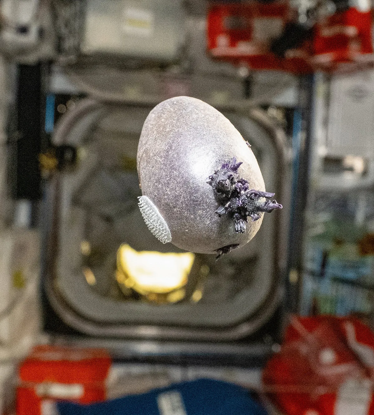 A purple potato on the International Space Station, photographed by NASA astronaut Don Pettit. Credit: NASA