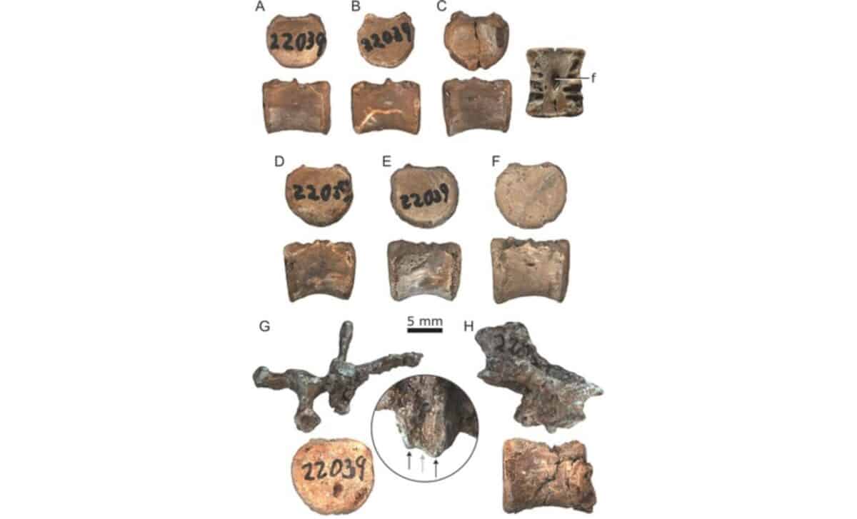 Dorsal Vertebrae Of Juvenile Pachycephalosaur Cmnfv 22039 Showing Centra, Posteriormost Vertebra, And Ridge Groove System ©journal Of Vertebrate Paleontology