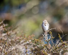 Bird perched on a small branch