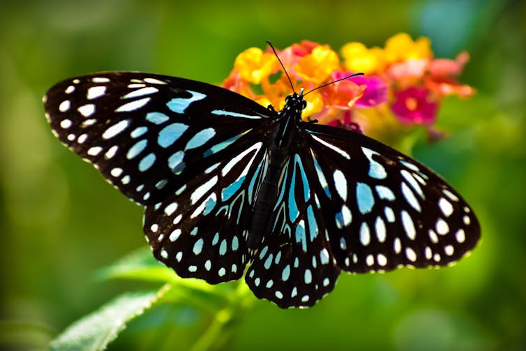 blue, black and white butterfly alights on pink and yellow flower