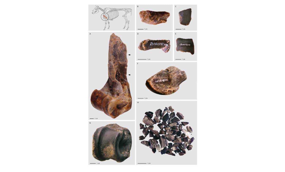 From Complete Bones To Tiny Fragments