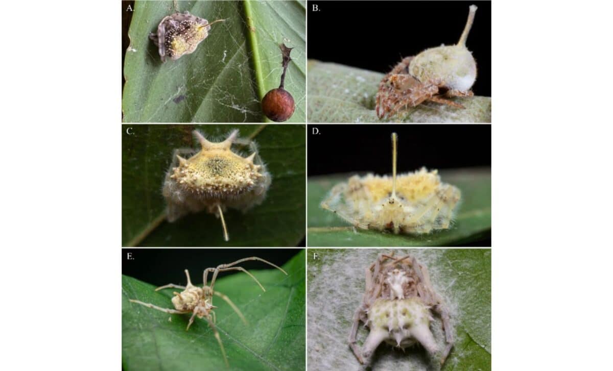Global Records Of Fungal Mimicry In Araneidae Five Cases Across Ecuador, Vietnam, Uganda, Madagascar, And Brazil ©zootaxa