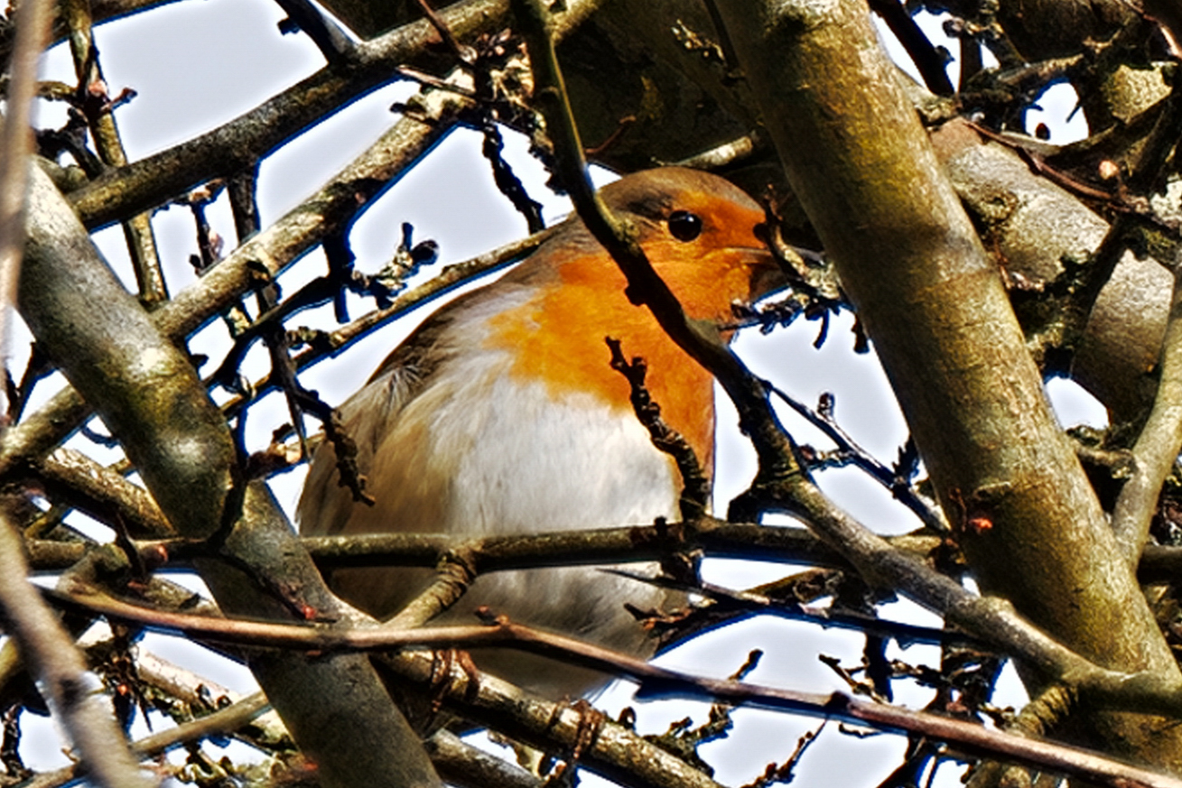 Leica Leitzphone vs Google Pixel 10 Pro XL comparison