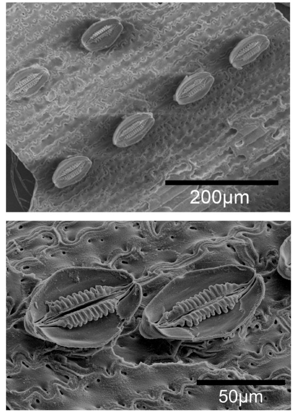Scanning electron micrograph images of a horsetail stem showing its stomata.