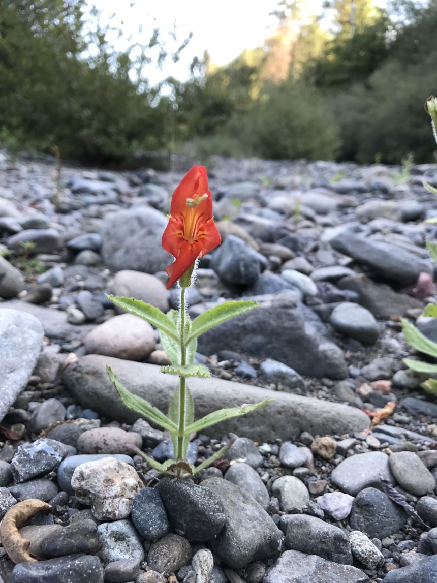 The scarlet monkeyflower, or Mimulus cardinalis, is also known as Erythranthe cardinalis, following a botanical reclassification of the species.