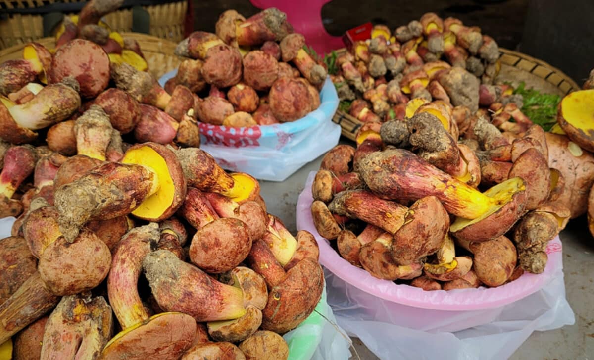  Lanmaoa Asiatica Mushroom