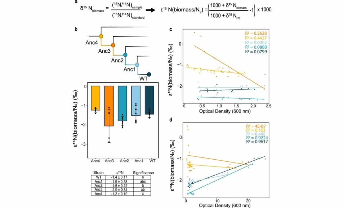  Nitrogen Isotope Fractionation In Ancestral Nitrogenases Biomass ε¹⁵n Values, Phylogenetic Context, And Growth Phase Dynamics ©nature Communications