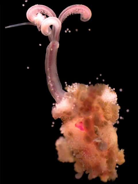 Adrian Glover The "bone-eating snot-flower" bore their bacteria-filled roots into the whale bone, while their feathery plumes take in oxygen from the open water (Credit: Adrian Glover)