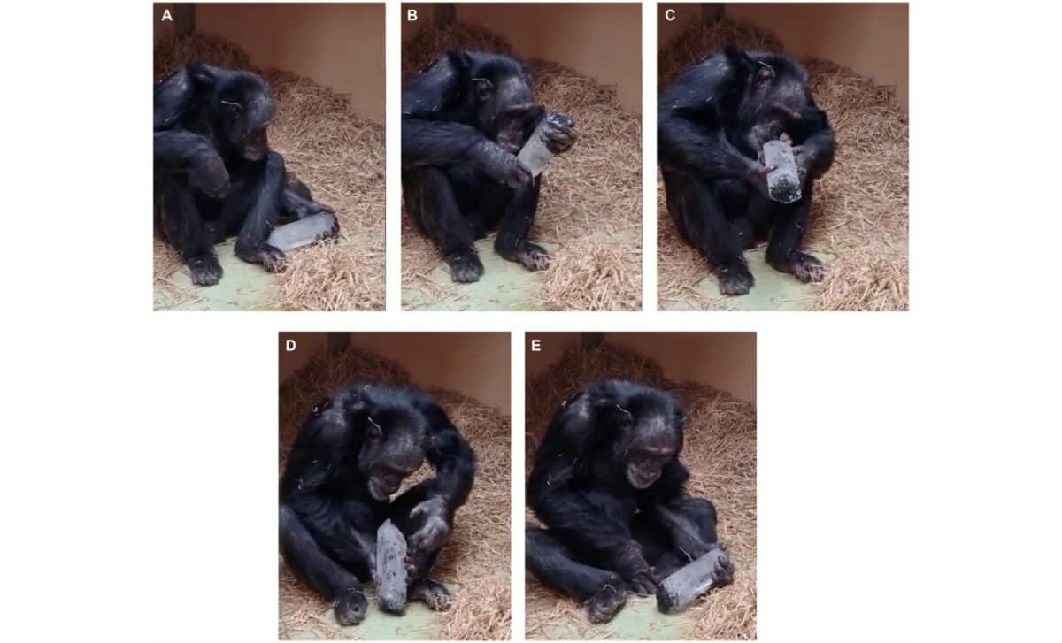 The Chimpanzee Toti Examines A Quartz Crystal, Rotating And Tilting It To Study Its Transparency ©frontiers