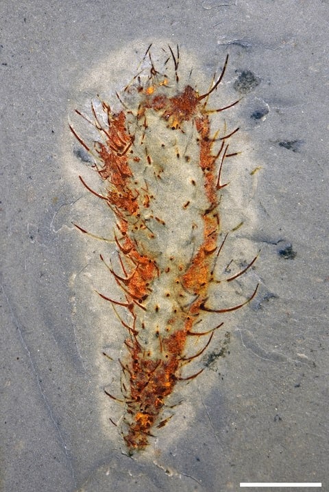 The Fossil Of The Cambrian Period Marine Animal Allonnia Whose Spiky Body Resembles A Cactus