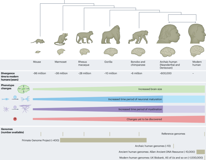 Genomic approaches for understanding the evolution of the human brain ...