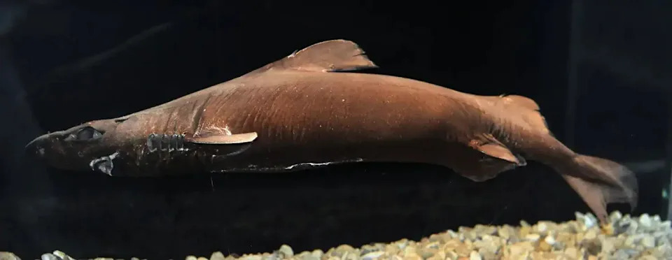 Brown shark facing left against black background with gil slit visible.