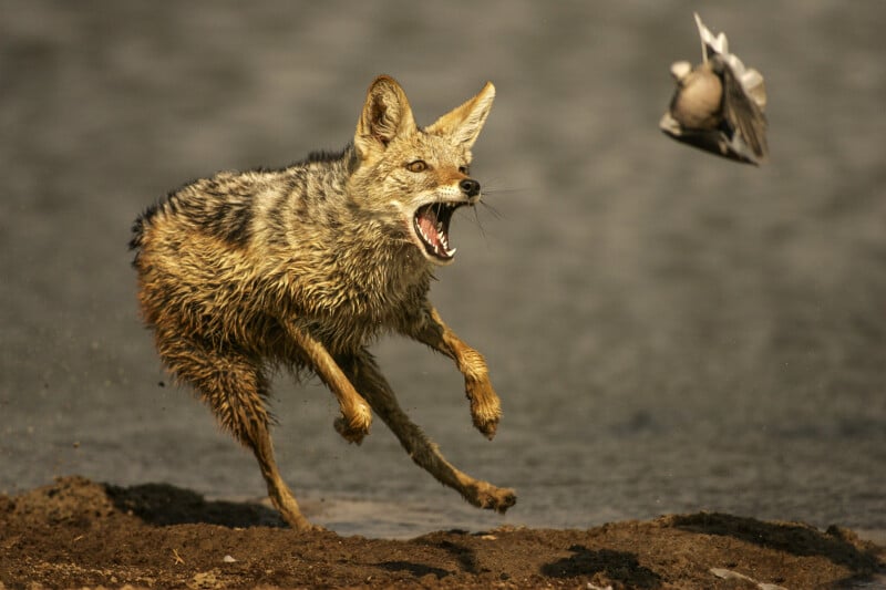 A wet jackal leaps with its mouth open, seemingly trying to catch a bird that is flying away just out of reach, against a blurred, earthy background.