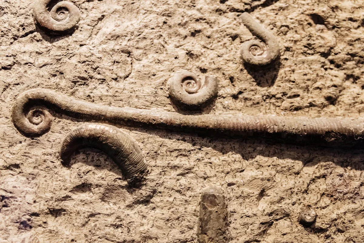 Scientists Discovered 700 Fossils That Rewrite What We Know About Life ...